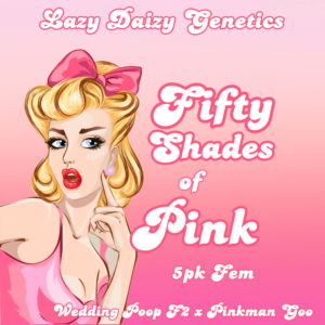 50 shades of pink cannabis seeds from Lazy Daisy