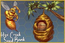 Hive Creek Seed Bank Logo